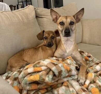 Monte and Mia - Dogs Oberg Law Group APC