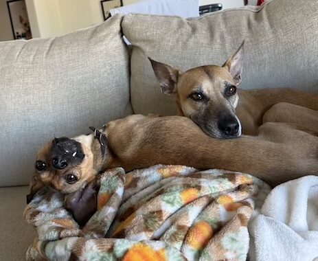 Monte and Mia - Dogs Oberg Law Group APC