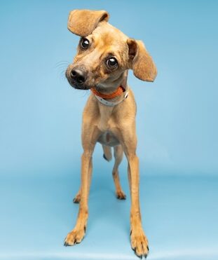 Monte Poochiano, tan mixed dog - Oberg Law Group APC